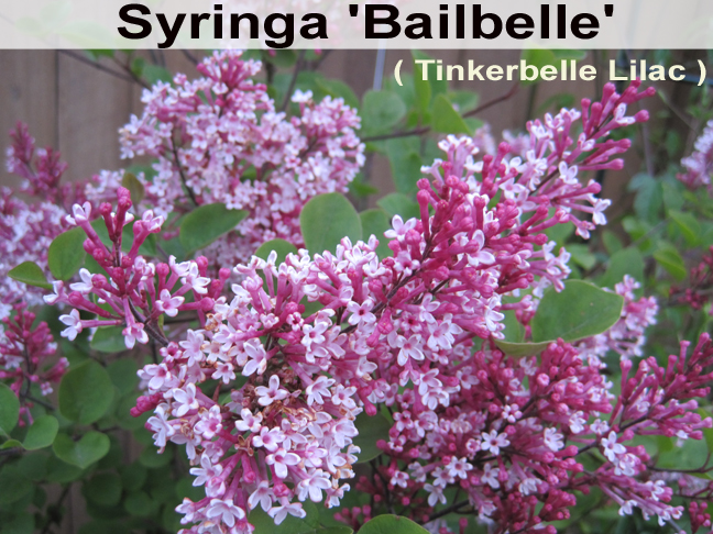 Syringa 